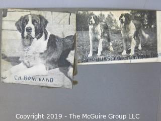 Early dog scrapbook mostly St. Bernards